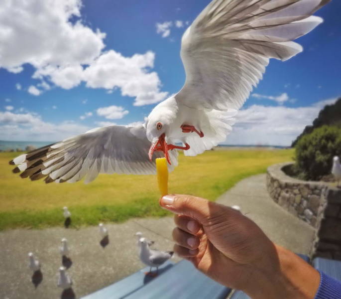 seagull with a chip