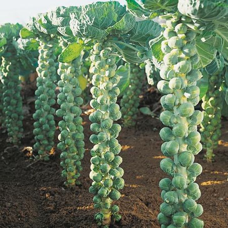 brussel sprouts plant