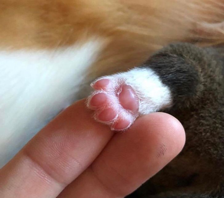 baby corgi paw