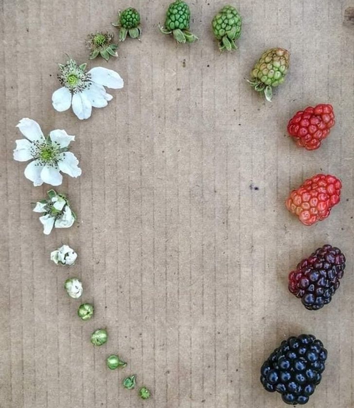 life cycle of a blackberry