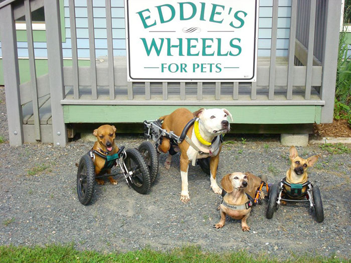 Dog - Eddie'S Wheels For Pets