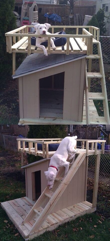 dog house with platform