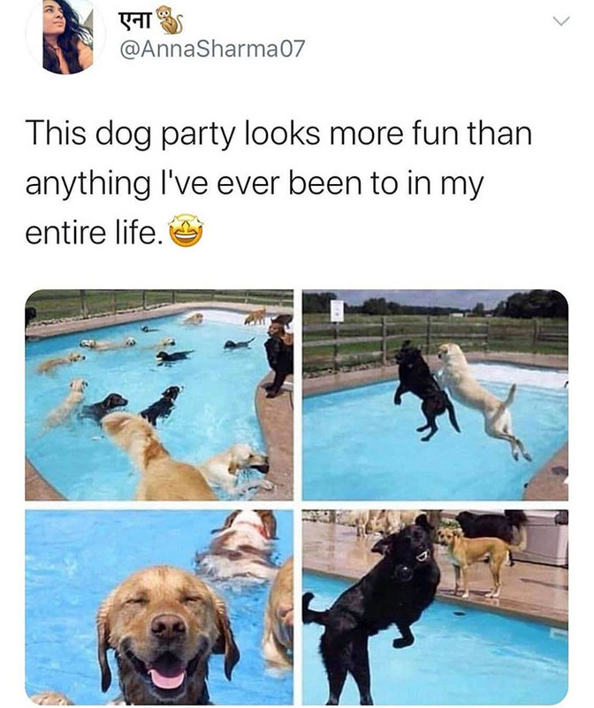 dog party meme - This dog party looks more fun than anything I've ever been to in my entire life.