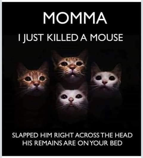 karen i just killed a mouse - Momma I Just Killed A Mouse Slapped Him Right Across The Head His Remains Are On Your Bed