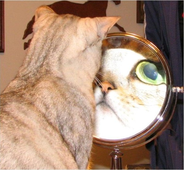 cat mirror funny