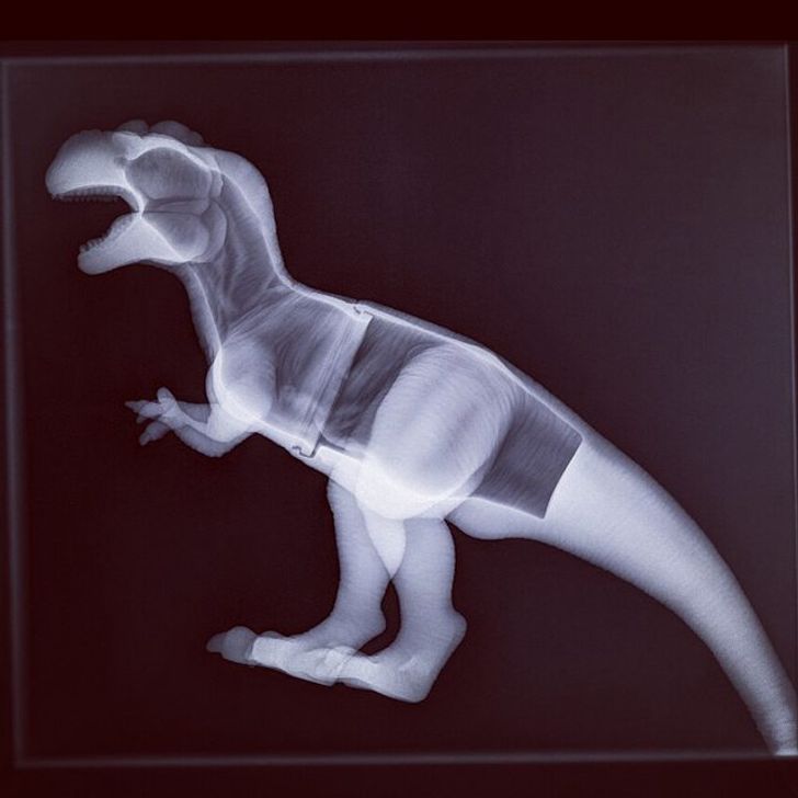 dinosaur x ray