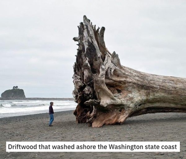 la push - Driftwood that washed ashore the Washington state coast