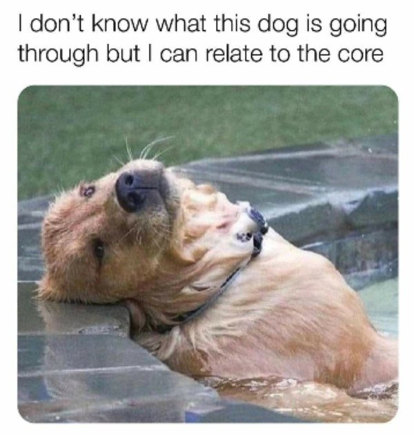 I don't know what this dog is going through but I can relate to the core