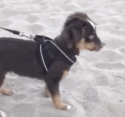 dog eating sand gif
