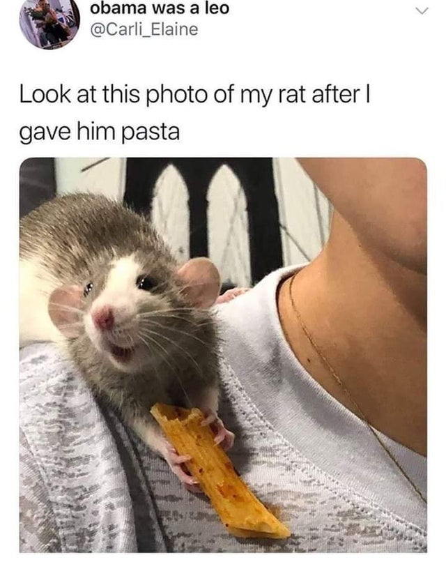 funny tweets - mouse memes - obama was a leo Look at this photo of my rat after | gave him pasta