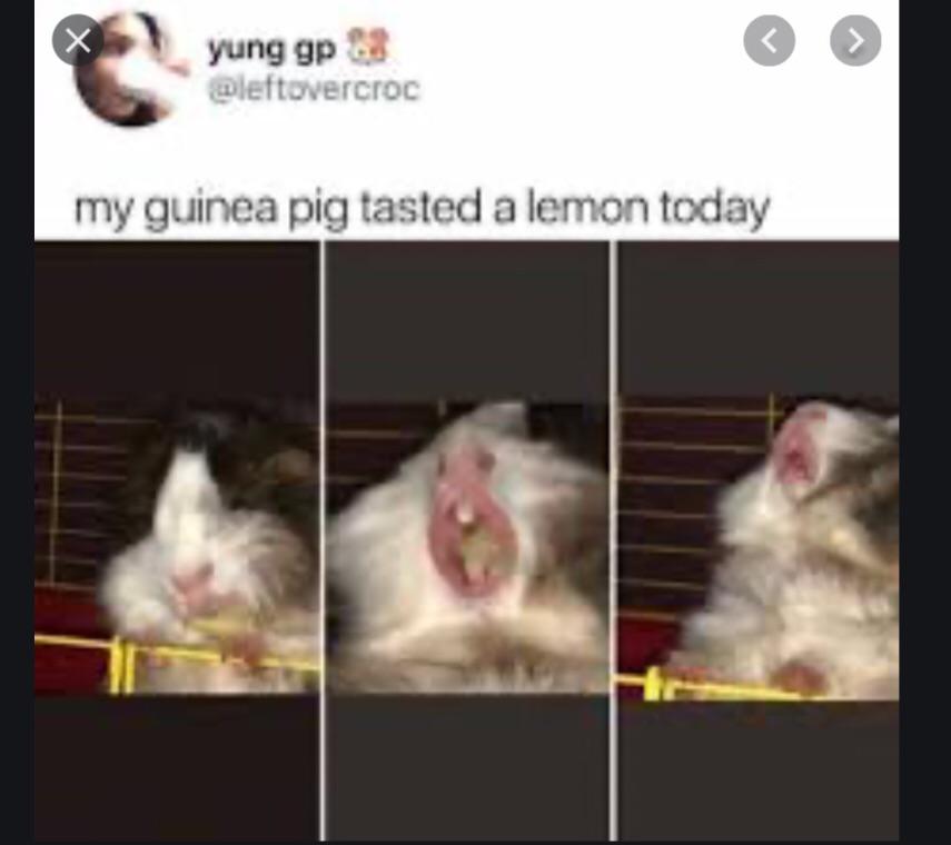 funny tweets - my guinea pig taste a lemon today - X yung gp my guinea pig tasted a lemon today