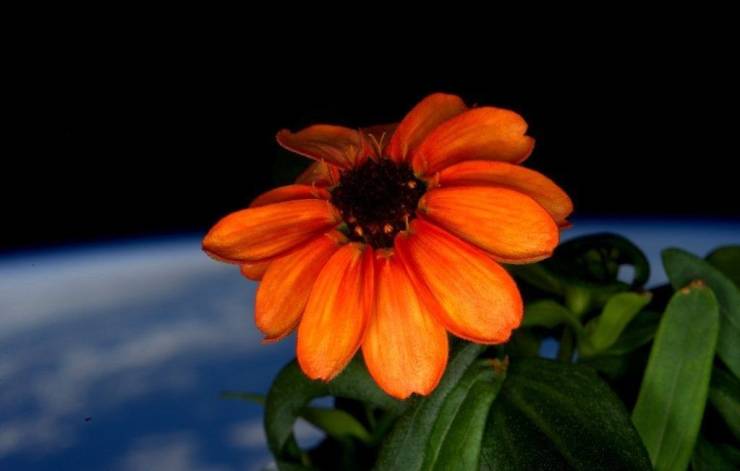 first flower in space