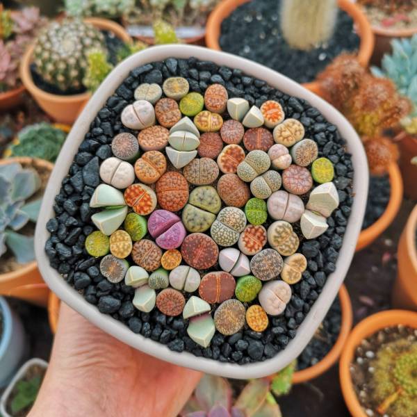 “Lithops, “Living Stones”, a genus of succulent plants whose rocklike appearance serves as camouflage from herbivores.”