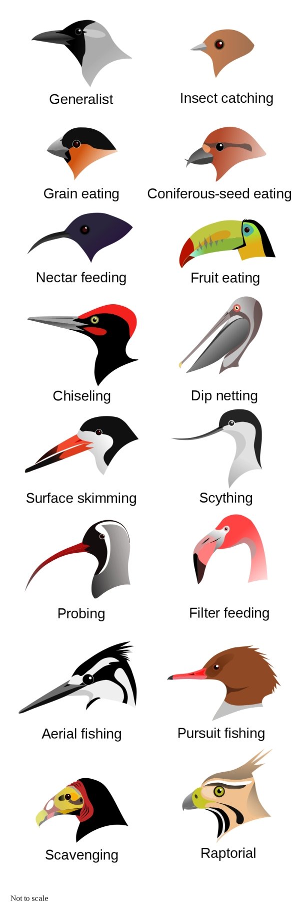 types of bird beaks - Generalist Insect catching Grain eating Coniferousseed eating Nectar feeding Fruit eating Chiseling Dip netting Surface skimming Scything Probing Filter feeding Aerial fishing Pursuit fishing Scavenging Raptorial Not to scale