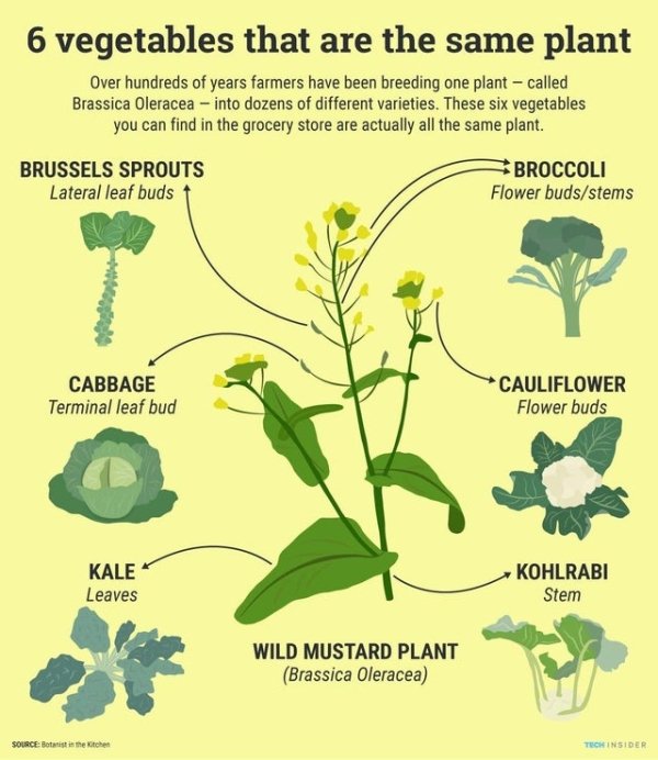 brassica oleracea - 6 vegetables that are the same plant Over hundreds of years farmers have been breeding one plant called Brassica oleracea into dozens of different varieties. These six vegetables you can find in the grocery store are actually all the s