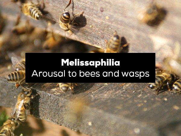 Bees - Melissaphilia Arousal to bees and wasps