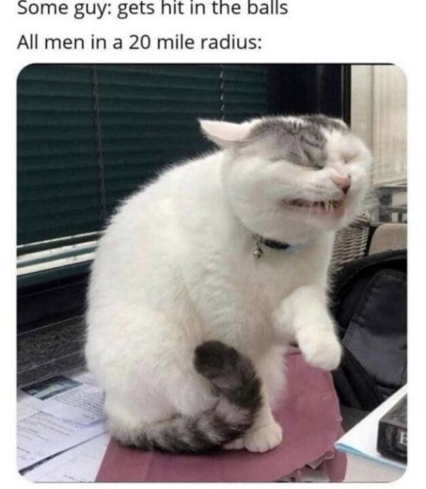 cat quarantine memes - Some guy gets hit in the balls All men in a 20 mile radius