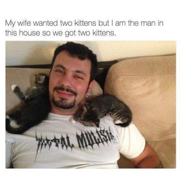 married life memes - My wife wanted two kittens but I am the man in this house so we got two kittens. Mulish
