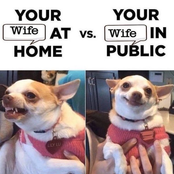 chihuahua meme template - Your Your Wife At vs. Wife Jin Home Public Lily Lu