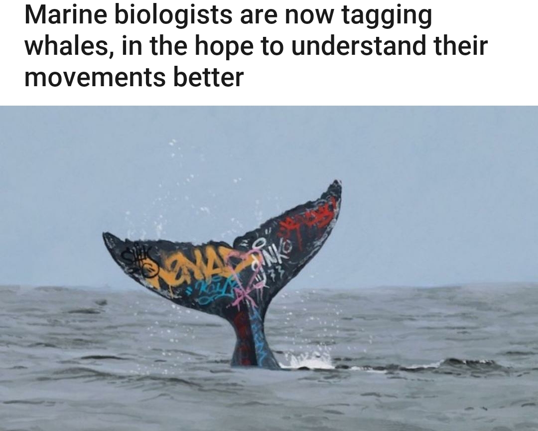 space shuttle graffiti - Marine biologists are now tagging whales, in the hope to understand their movements better diNKO