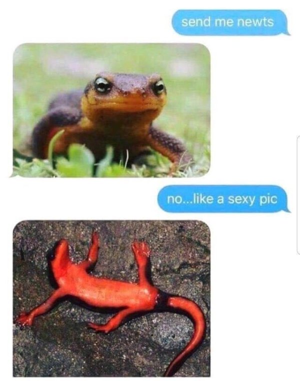 funny misspelled words - send me newts no... a sexy pic