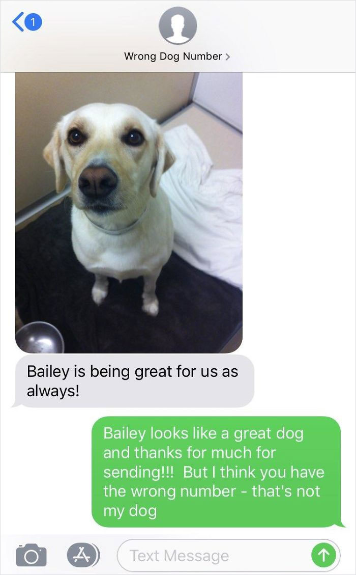 Bailey is being great for us as always! Bailey looks a great dog and thanks for much for sending!!! But I think you have the wrong number that's not my dog