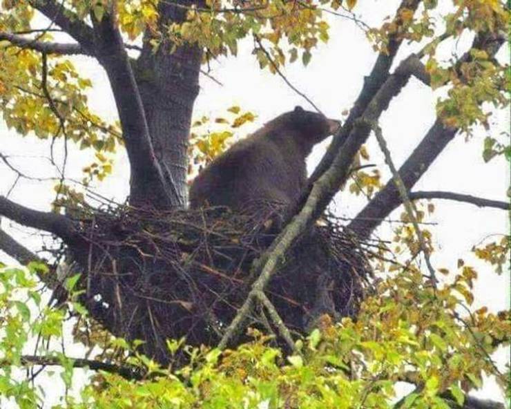 black bear in eagles nest