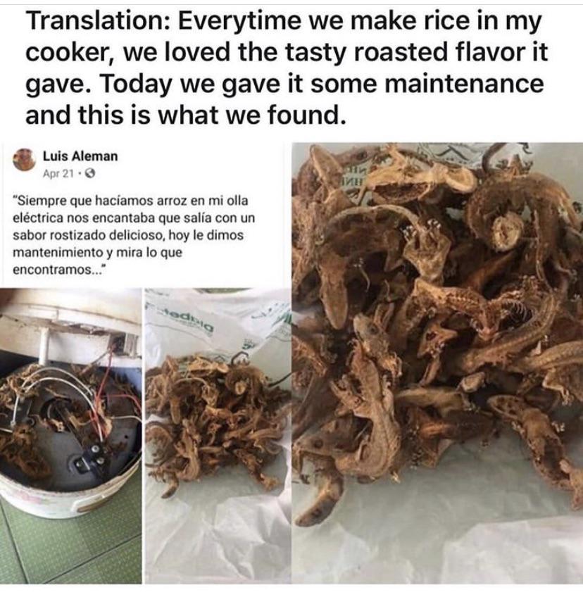 rice cooker with geckos burned inside it