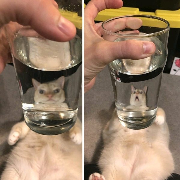 glass of water meme