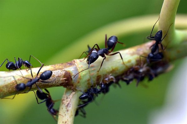 ants on a stick