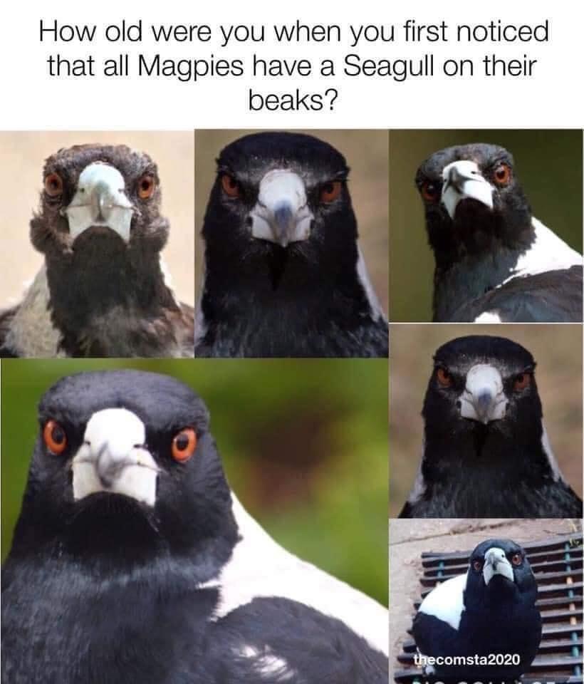 australian magpie - How old were you when you first noticed that all Magpies have a Seagull on their beaks? thecomsta 2020