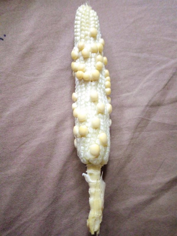 “Planted corn just for fun and was pretty exited to harvest. Then i saw this.”