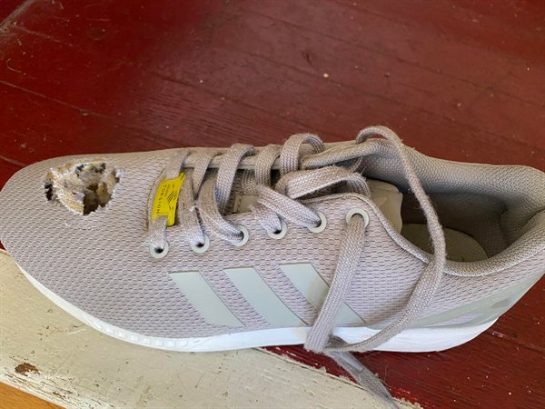 “My son’s hamster escaped his habitat only to jump into and chew through my other son’s new shoe.”