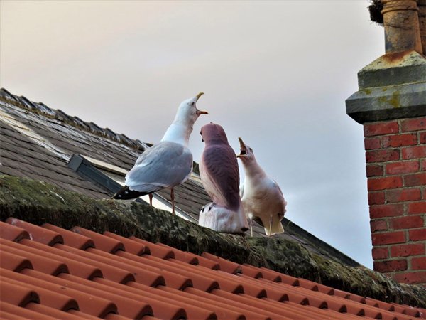 Using a fake hawk on your roof to scare the seagulls but instead they become bffs.