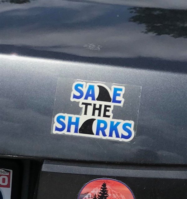 vehicle registration plate - Sane The Sharks O