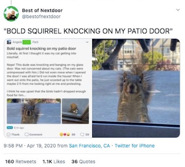 fauna - Best of Nextdoor "Bold Squirrel Knocking On My Patio Door" Bold squirrel knocking on my patio door Literally. At first I thought it was my cat getting into mischief Nopel This dude was knocking and banging on my glass door was not concerned about 