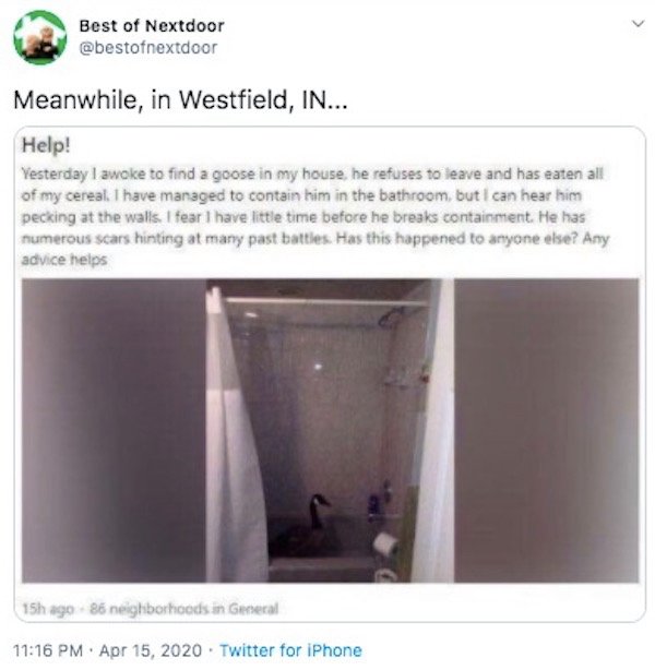 angle - Best of Nextdoor Meanwhile, in Westfield, In... Help! Yesterday I awoke to find a goose in my house, he refuses to leave and has eaten all of my cereal. I have managed to contain him in the bathroom, but I can hear him pecking at the walls. I fear