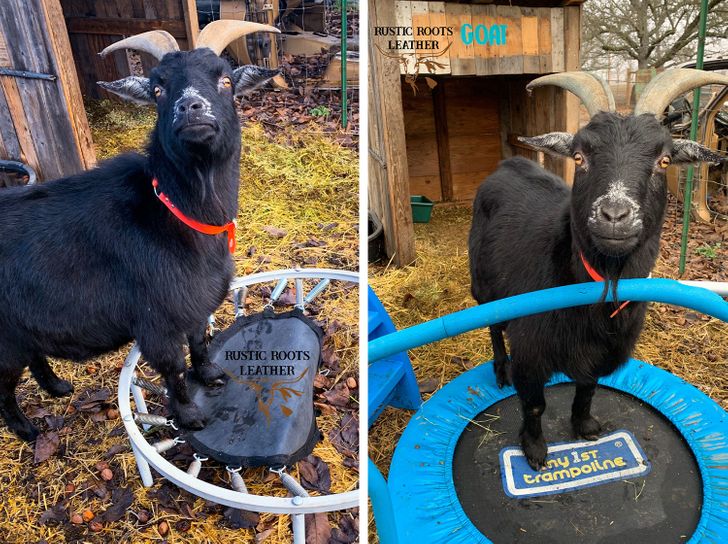 goat broke his trampoline - Rustic Roots Leather Come Rustic Roots Leather Why Ist trampoline