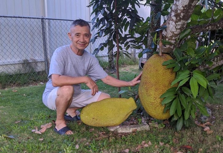 jackfruit