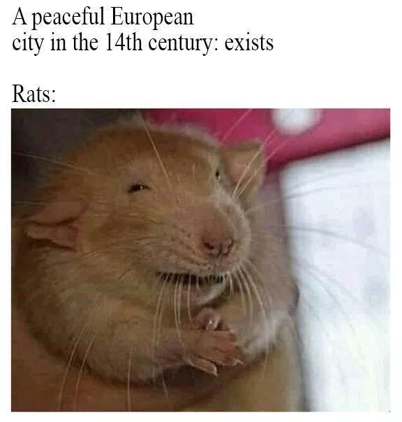 A peaceful European city in the 14th century exists Rats