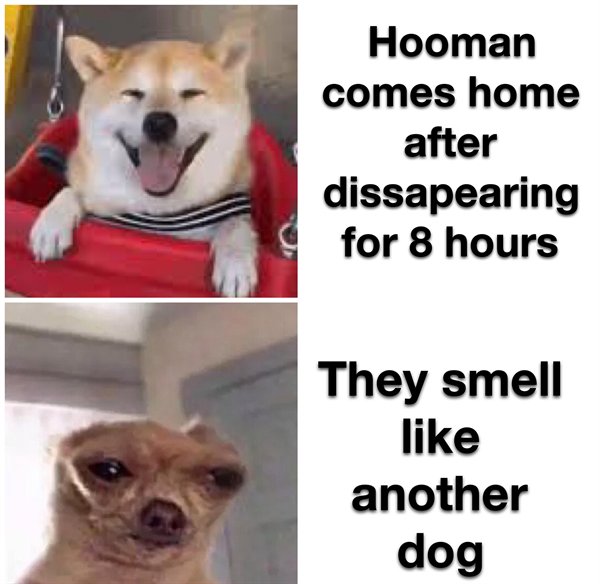 clean up after your dog - Hooman comes home after dissapearing for 8 hours They smell another dog