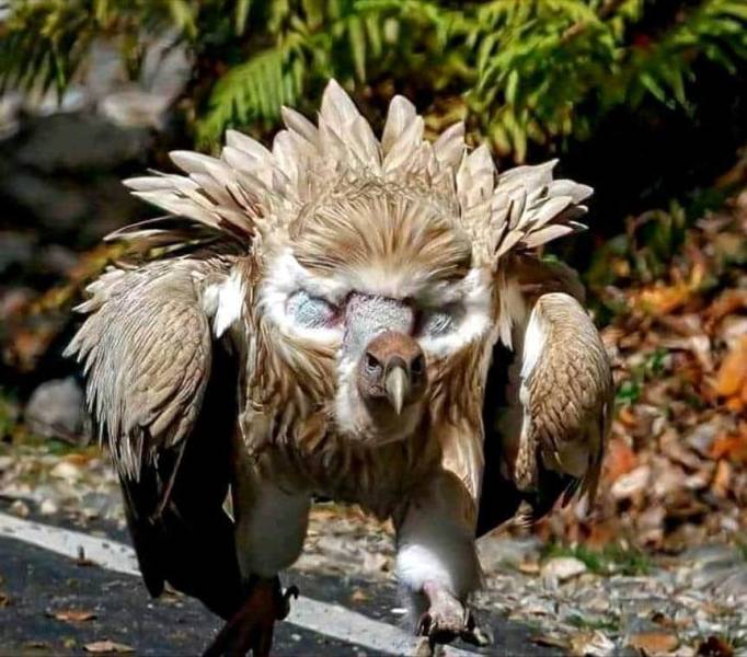 himalayan griffon vulture in battle mode