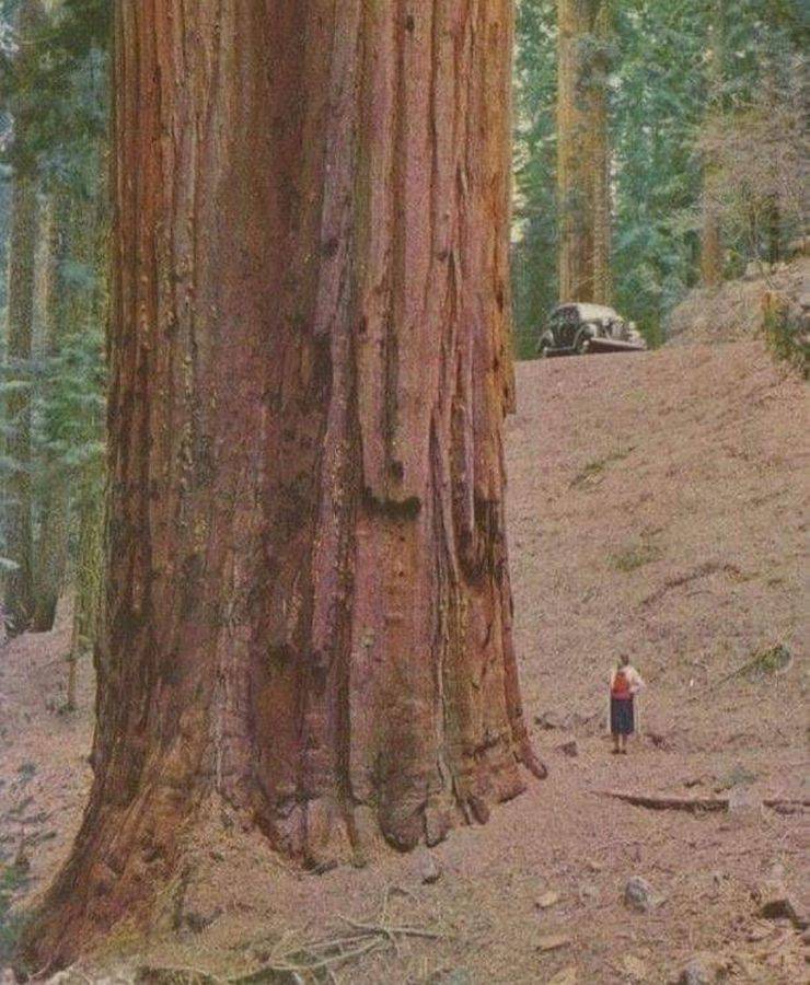 redwood tree