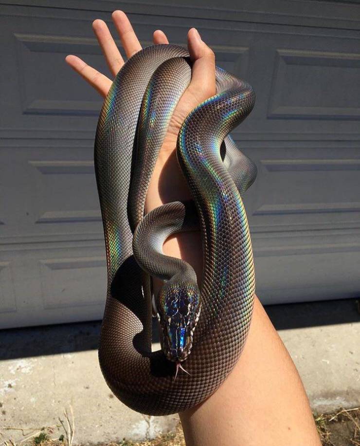 serpent - ll