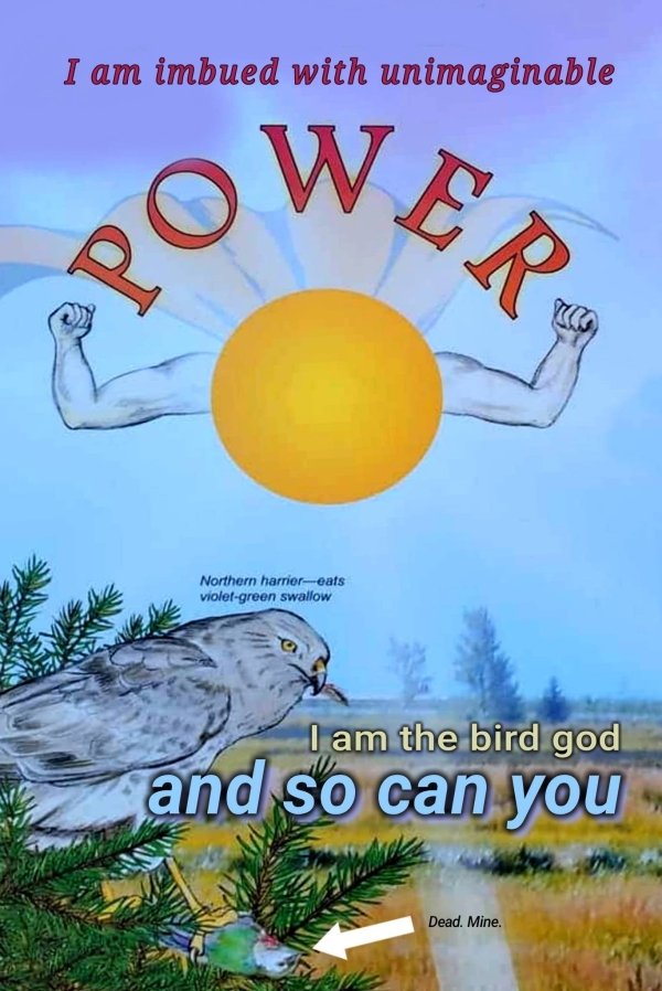 sky - Wer I am imbued with unimaginable Po Northern harriereats violetgreen swallow I am the bird god and so can you Dead. Mine.