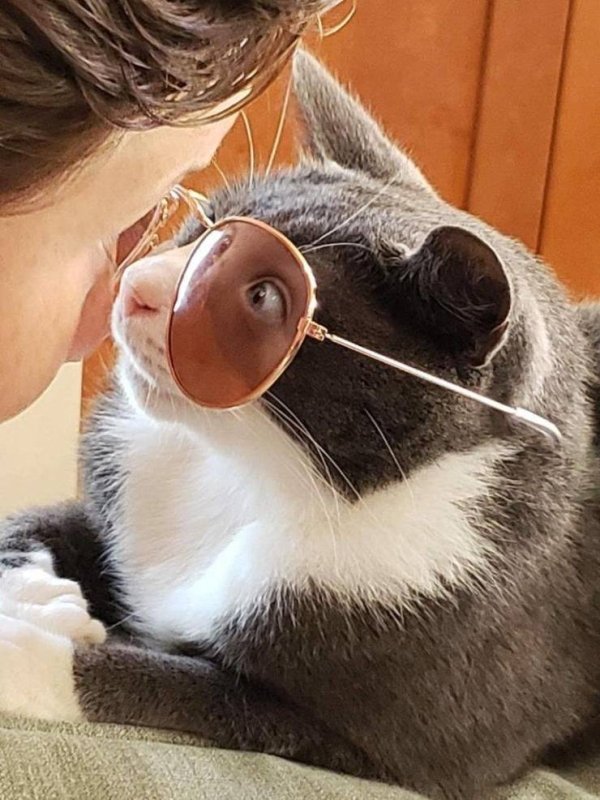 cat wearing aviator sunglasses