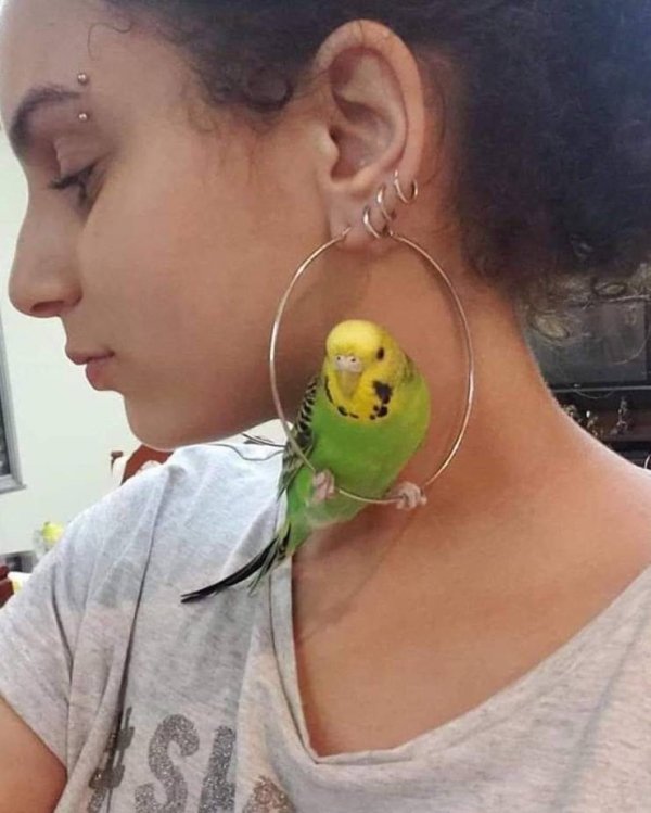 woman with pet parakeet in her hoop earrings
