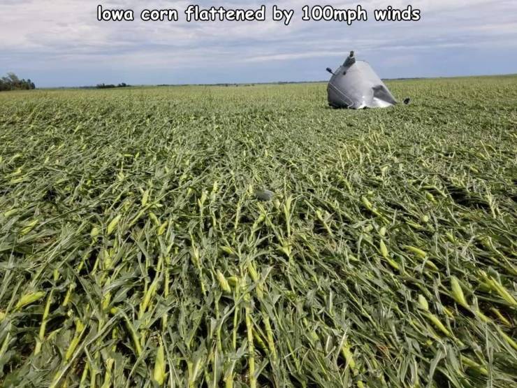 grass - lowa corn flattened by 100mph winds