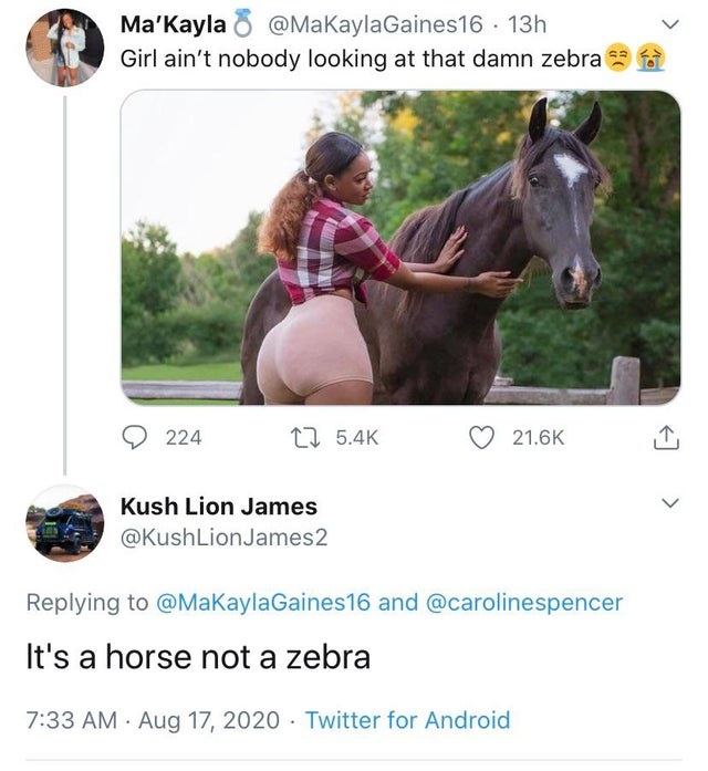 people who missed the joke - rein - Ma'Kayla 6 13h Girl ain't nobody looking at that damn zebra 224 22 Kush Lion James James2 and It's a horse not a zebra Twitter for Android