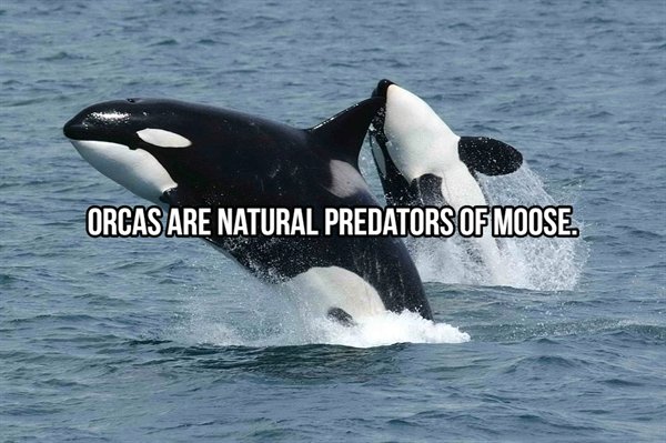 killer whales - Orcas Are Natural Predators Of Moose.